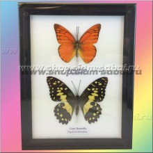 Картина из тропических бабочек под стеклом